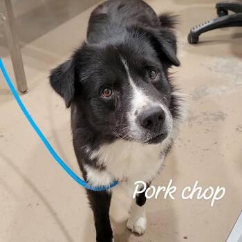 Pork Chop -  Border Collie and Mixed Breed Dog for Adoption in Buchanan Dam, Texas - Pork Chop | PetCurious