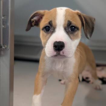Gooey Butter Cake -  Mixed Breed Dog for Adoption in Cape Girardeau, Missouri - Gooey Butter Cake | PetCurious