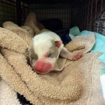 American Staffordshire Terrier Dogs Available for Adoption - Willow | PetCurious