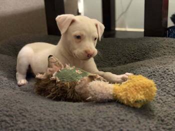 Boxer and Husky Dogs Available for Adoption - Clawdia | PetCurious