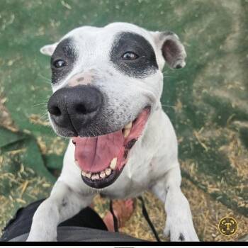 Pebbles -  Jack Russell Terrier and American Staffordshire Terrier Dog for Adoption in Phenix City, Alabama - Pebbles | PetCurious
