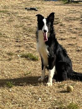 Rescue Border Collie Dogs for Adoption in Evansville, Indiana - Isaac | PetCurious