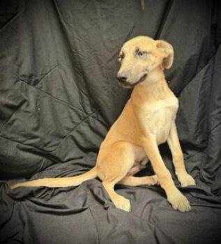 Shepherd Dogs Available for Adoption in Pleasanton, Texas - Camryn | PetCurious