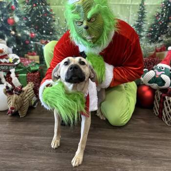 Rescue Black Mouth Cur Dogs for Adoption in Fairhope, Alabama - Charlotte | PetCurious