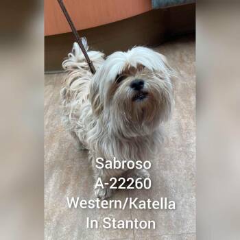 Sabroso -  Shih Tzu Dog for Adoption in Westminster, California - Sabroso | PetCurious