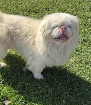 Onyx -  Pekingese Dog for Adoption in Forney, Texas - Onyx | PetCurious