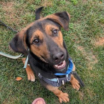 Callie (Formerly Caledonia) -  Shepherd and Mixed Breed Dog for Adoption in Bartlett, Tennessee - Callie (Formerly Caledonia) | PetCurious