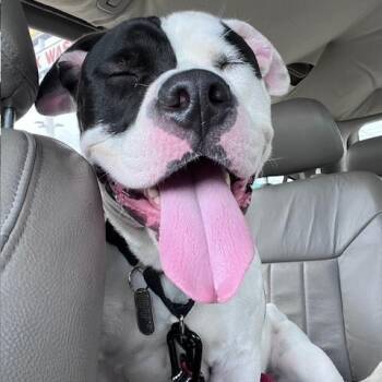 American Bulldog Dogs Available for Adoption in Mooresville, Indiana - Jackie Robinson | PetCurious