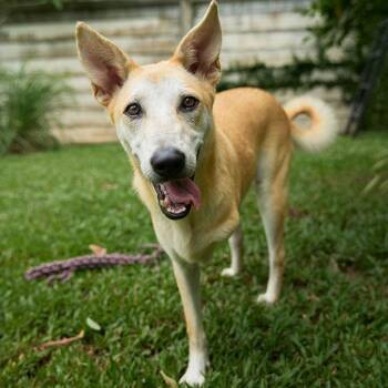 Retriever and Mixed Breed Dogs Available for Adoption in North Reading, Massachusetts - Nuanphong | PetCurious
