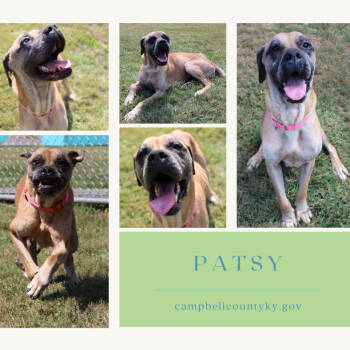 Rescue Mixed Breed Dogs for Adoption in Melbourne, Kentucky - Patsy | PetCurious