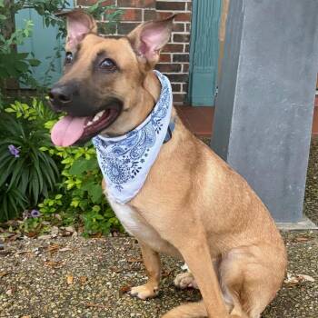 WENDALL - SWEET BOY -  German Shepherd Dog and Black Mouth Cur Dog for Adoption - WENDALL - SWEET BOY | PetCurious