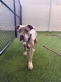 Forlyn -  Mixed Breed Dog for Adoption in West Chester, Pennsylvania - Forlyn | PetCurious