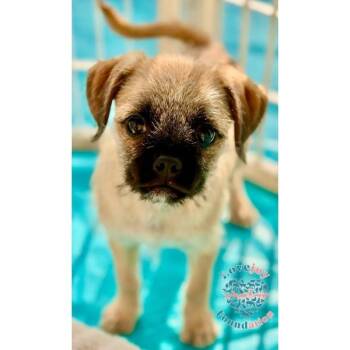 Terrier and Pug Dogs Available for Adoption - Pug 5-Bonnie Barker | PetCurious