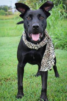 Mixed Breed Dogs Available for Adoption in Columbia, Tennessee - Kiwi | PetCurious
