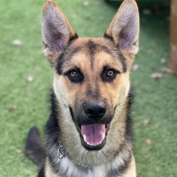 Rescue German Shepherd Dog Dogs for Adoption in Pleasanton, California - Reed - ECAS | PetCurious