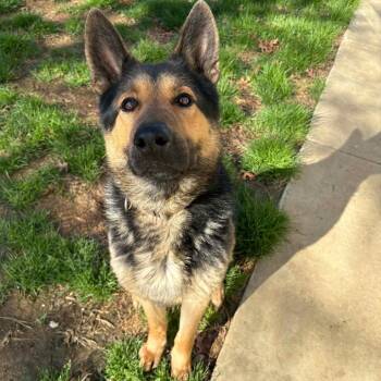 German Shepherd Dog Dogs Available for Adoption - Ghost | PetCurious