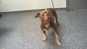 A1270924 -  Pit Bull Terrier Dog for Adoption in Charlotte, North Carolina - A1270924 | PetCurious