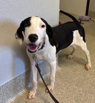 Pyro -  Mixed Breed Dog for Adoption in Lansing, Michigan - Pyro | PetCurious