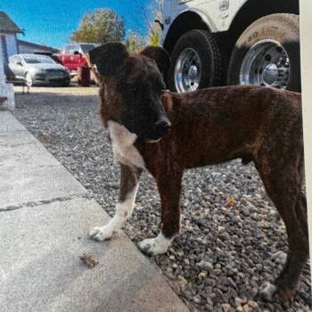 Simon -  Pit Bull Terrier Dog for Adoption in Carlin, Nevada - Simon | PetCurious