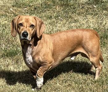 Dachshund and Beagle Dogs Available for Adoption in Evergreen, Colorado - Odin | PetCurious