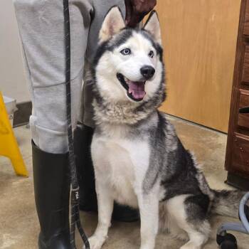 Renoir - 052005U -  Husky and Mixed Breed Dog for Adoption in Tupelo, Mississippi - Renoir - 052005U | PetCurious