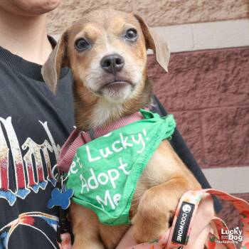 Willow -  Retriever and Shepherd Dog for Adoption in Washington, District Of Columbia - Willow | PetCurious
