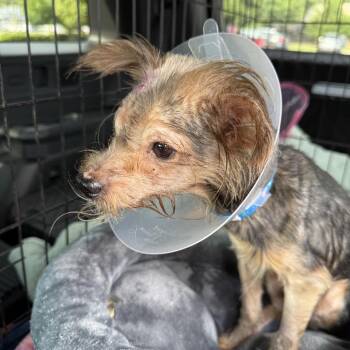 Kazoo 22777 -  Yorkshire Terrier and Mixed Breed Dog for Adoption in Cumming, Georgia - Kazoo 22777 | PetCurious