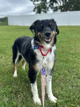 Rescue Australian Shepherd and Mixed Breed Dogs for Adoption in Aiken, South Carolina - Mary | PetCurious