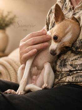 Samwise and Frodo -  Chihuahua Dog for Adoption in Mansfield, Texas - Samwise And Frodo | PetCurious