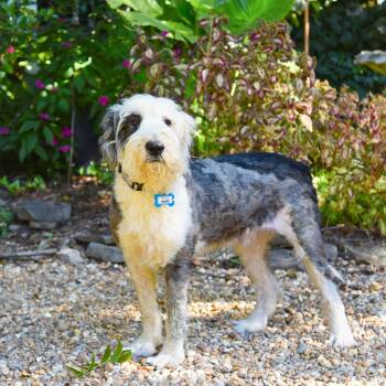 Rescue Old English Sheepdog Dogs for Adoption in Wake Forest, North Carolina - Hank | PetCurious