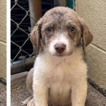 Snickerdoodle -  Labrador Retriever Dog for Adoption in Bethel, Connecticut - Snickerdoodle | PetCurious
