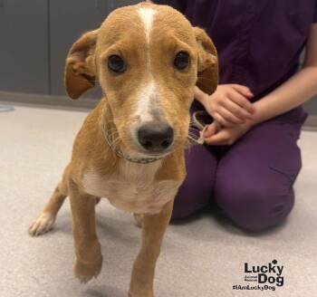 Delight -  Labrador Retriever and Dachshund Dog for Adoption in Washington, District Of Columbia - Delight | PetCurious