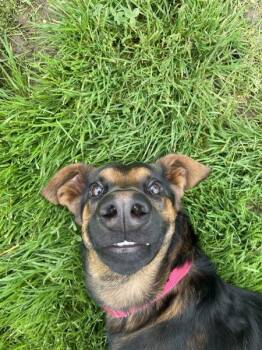 German Shepherd Dog and Doberman Pinscher Dogs Available for Adoption - Charlotte 306860 | PetCurious