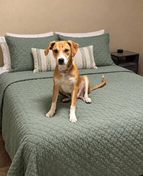 Kia -  Pit Bull Terrier and Mixed Breed Dog for Adoption in Little Rock, Arkansas - Kia | PetCurious