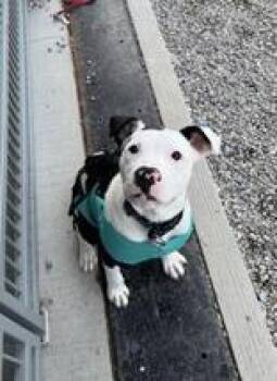 Callie -  Bulldog Dog for Adoption in Whitby, Ontario - Callie | PetCurious