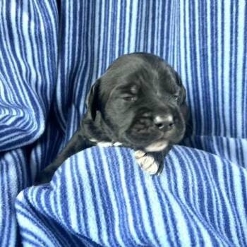 POODLE PUP 1 -  Standard Poodle and Mixed Breed Dog for Adoption in Richmond, California - POODLE PUP 1 | PetCurious