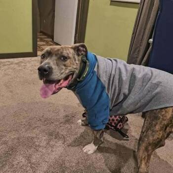Kade -  Pit Bull Terrier and Mastiff Dog for Adoption in Indianapolis, Indiana - Kade | PetCurious