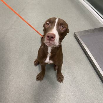 Rescue Pit Bull Terrier Dogs for Adoption in Westminster, California - WAGS-Stray-20027 | PetCurious