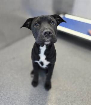 SWEETY -  Mixed Breed Dog for Adoption in Dallas, Texas - SWEETY | PetCurious