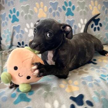 Terrier and Mixed Breed Dogs Available for Adoption in Rochester, Minnesota - Iris | PetCurious