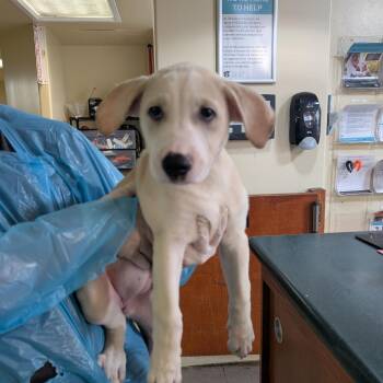 Kraven -  Shepherd and Husky Dog for Adoption in Pasadena, California - Kraven | PetCurious