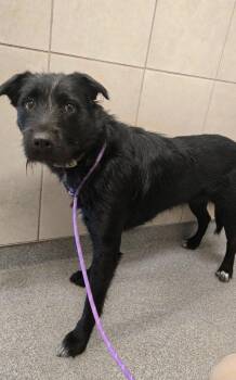 Velloria Yrly 300 -  Schnauzer and Terrier Dog for Adoption in Sidney, Ohio - Velloria Yrly 300 | PetCurious