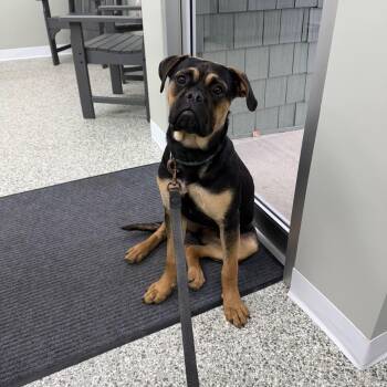 Boxer Dogs Available for Adoption in Mazon, Illinois - Dixie | PetCurious