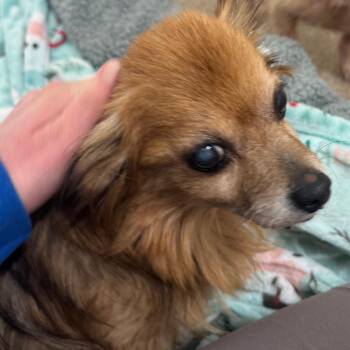 Tinkerbell -  Mixed Breed Dog for Adoption in Pekin, Illinois - Tinkerbell | PetCurious
