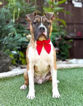 Boxer and Mastiff Dogs Available for Adoption - Tank | PetCurious