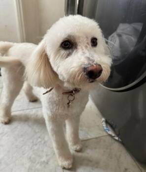 Maltipoo Dogs Available for Adoption in Los Angeles, California - Heaven | PetCurious