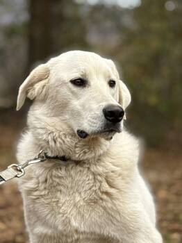 Doug -  Great Pyrenees and Golden Retriever Dog for Adoption in Attalla, Alabama - Doug | PetCurious