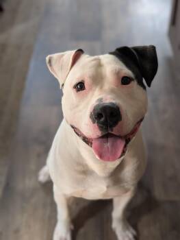Rescue American Bulldog Dogs for Adoption in Plainfield, New Jersey - Petey | PetCurious