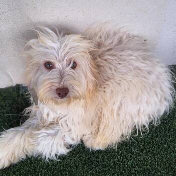 Twix 6110 -  Yorkshire Terrier and Poodle Dog for Adoption in Loxahatchee Groves, Florida - Twix 6110 | PetCurious