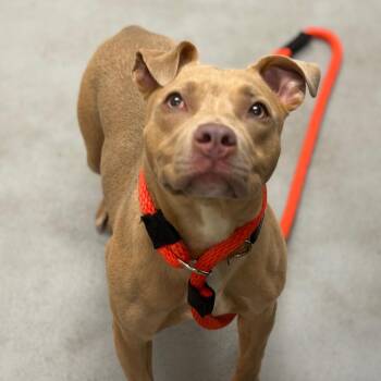 Puppers -  Pit Bull Terrier Dog for Adoption in Philadelphia, Pennsylvania - Puppers | PetCurious